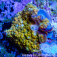 Soft Coral -  Corellamorph - Golden Nebula 🌟 Morph Coral 1.5cm WYSIWYG G1R2B2 Soft Coral -  Corellamorph - Golden Nebula 🌟 Morph Coral 1.5cm WYSIWYG G1R2B2 Animals & Pet Supplies Soft Coral -  Corellamorph - Golden Nebula 🌟 Morph Coral 1.5cm WYSIWYG G1R2B2 Zeo Box Reef