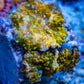 Soft Coral -  Corellamorph - Golden Nebula 🌟 Morph Coral 1.5cm WYSIWYG Soft Coral -  Corellamorph - Golden Nebula 🌟 Morph Coral 1.5cm WYSIWYG Animals & Pet Supplies Soft Coral -  Corellamorph - Golden Nebula 🌟 Morph Coral 1.5cm WYSIWYG Zeo Box Reef