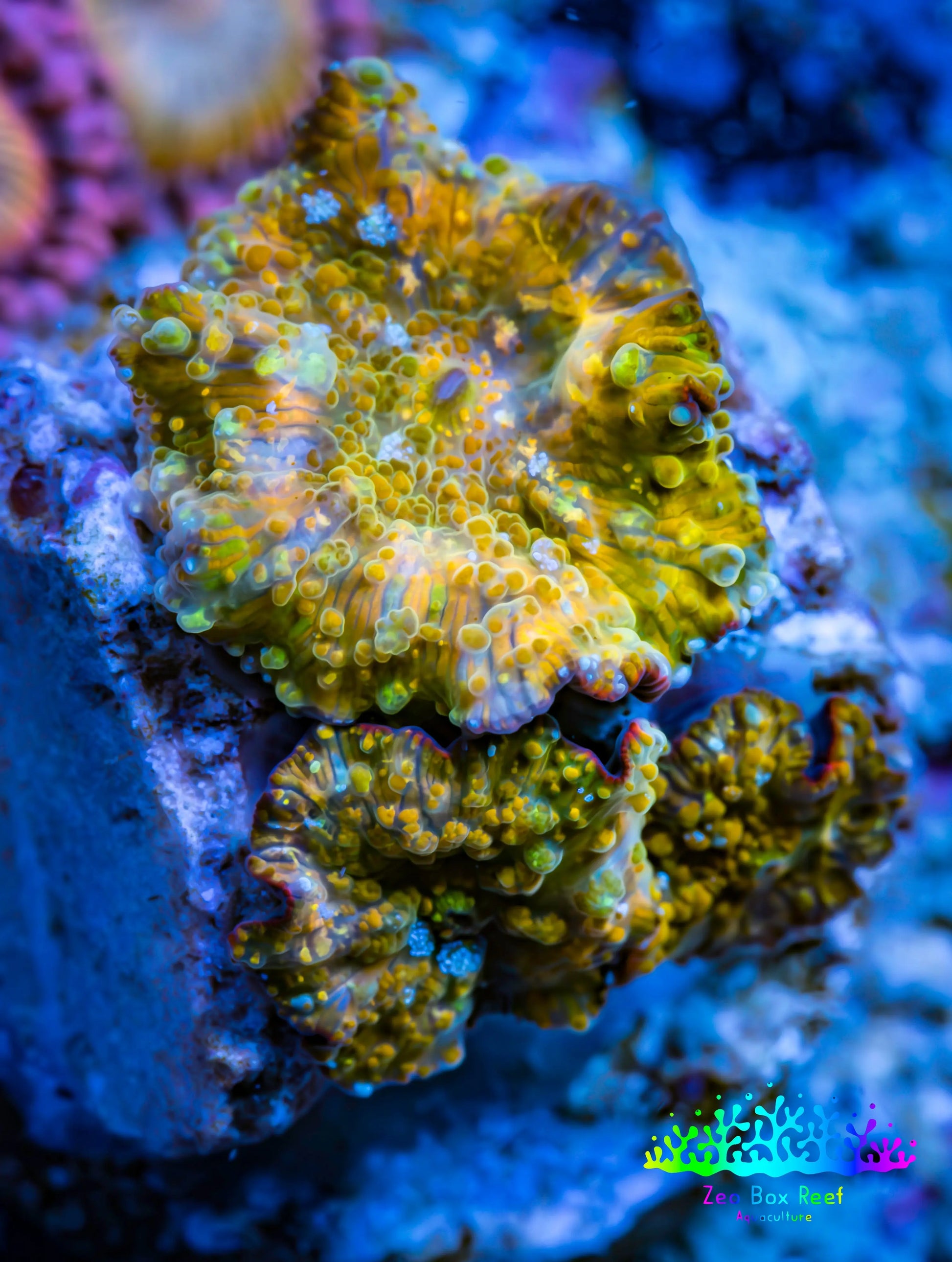 Soft Coral -  Corellamorph - Golden Nebula 🌟 Morph Coral 1.5cm WYSIWYG Soft Coral -  Corellamorph - Golden Nebula 🌟 Morph Coral 1.5cm WYSIWYG Animals & Pet Supplies Soft Coral -  Corellamorph - Golden Nebula 🌟 Morph Coral 1.5cm WYSIWYG Zeo Box Reef
