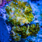 Soft Coral -  Corellamorph - Golden Nebula 🌟 Morph Coral 1.5cm WYSIWYG Soft Coral -  Corellamorph - Golden Nebula 🌟 Morph Coral 1.5cm WYSIWYG Animals & Pet Supplies Soft Coral -  Corellamorph - Golden Nebula 🌟 Morph Coral 1.5cm WYSIWYG Zeo Box Reef