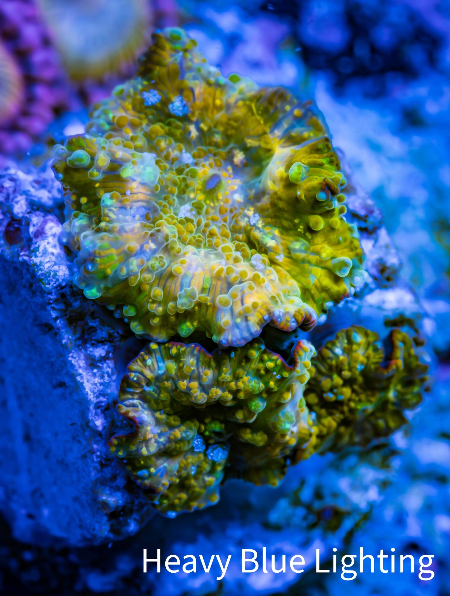 Soft Coral -  Corellamorph - Golden Nebula 🌟 Morph Coral 1.5cm WYSIWYG Soft Coral -  Corellamorph - Golden Nebula 🌟 Morph Coral 1.5cm WYSIWYG Animals & Pet Supplies Soft Coral -  Corellamorph - Golden Nebula 🌟 Morph Coral 1.5cm WYSIWYG Zeo Box Reef