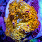 Soft Coral -  Corellamorph - Golden Nebula 🌟 Morph Coral 1cm WYSIWYG A2R2B2 Soft Coral -  Corellamorph - Golden Nebula 🌟 Morph Coral 1cm WYSIWYG A2R2B2 Animals & Pet Supplies Soft Coral -  Corellamorph - Golden Nebula 🌟 Morph Coral 1cm WYSIWYG A2R2B2 Zeo Box Reef