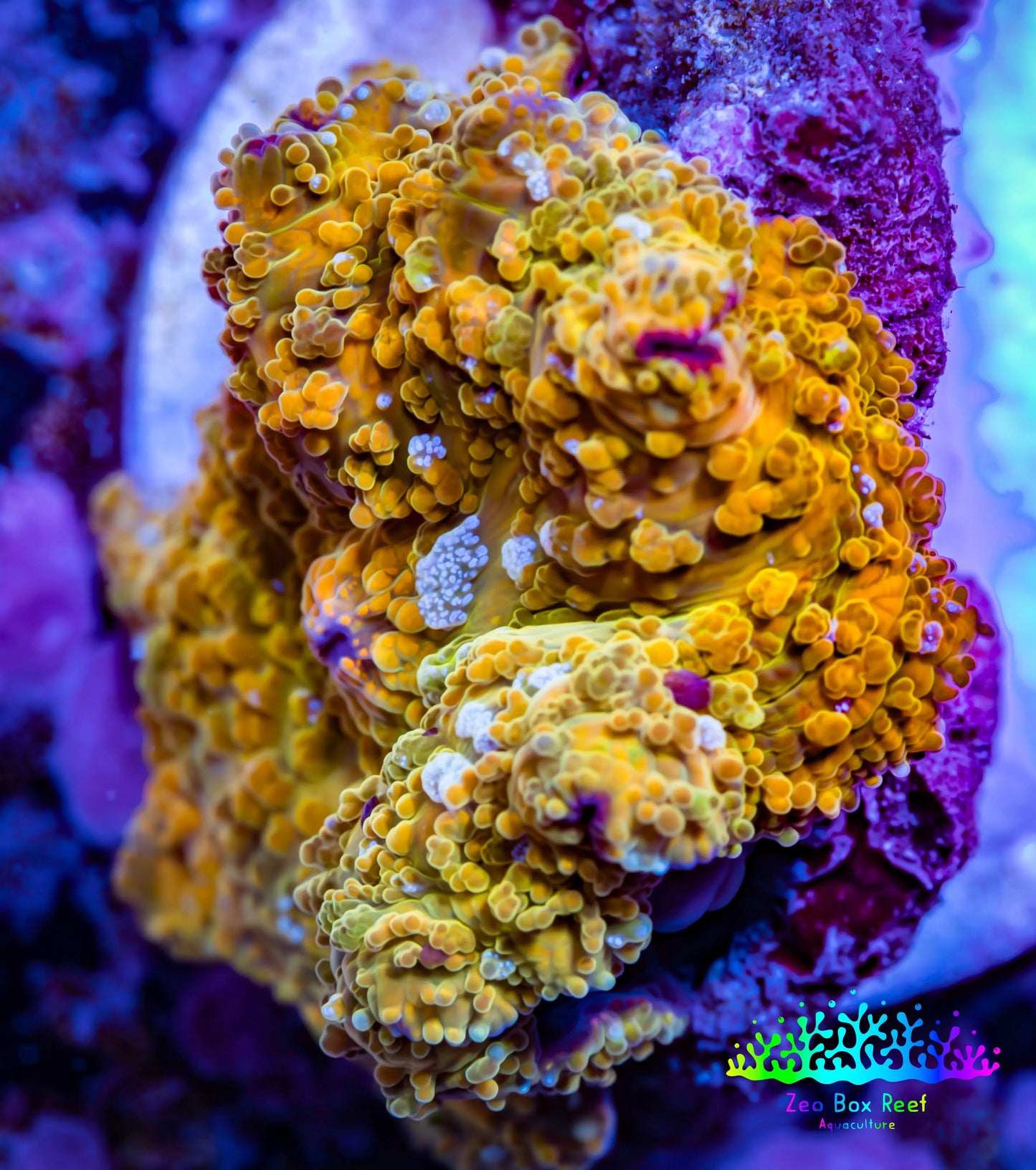 Soft Coral -  Corellamorph - Golden Nebula 🌟 Morph Coral 1cm WYSIWYG A2R2B2 Soft Coral -  Corellamorph - Golden Nebula 🌟 Morph Coral 1cm WYSIWYG A2R2B2 Animals & Pet Supplies Soft Coral -  Corellamorph - Golden Nebula 🌟 Morph Coral 1cm WYSIWYG A2R2B2 Zeo Box Reef