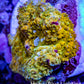 Soft Coral -  Corellamorph - Golden Nebula 🌟 Morph Coral 1cm WYSIWYG A2R2B2 Soft Coral -  Corellamorph - Golden Nebula 🌟 Morph Coral 1cm WYSIWYG A2R2B2 Animals & Pet Supplies Soft Coral -  Corellamorph - Golden Nebula 🌟 Morph Coral 1cm WYSIWYG A2R2B2 Zeo Box Reef