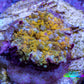 Soft Coral -  Corellamorph - Golden Nebula 🌟 Morph Coral 1cm WYSIWYG B2R1B2 Soft Coral -  Corellamorph - Golden Nebula 🌟 Morph Coral 1cm WYSIWYG B2R1B2 Animals & Pet Supplies Soft Coral -  Corellamorph - Golden Nebula 🌟 Morph Coral 1cm WYSIWYG B2R1B2 Zeo Box Reef