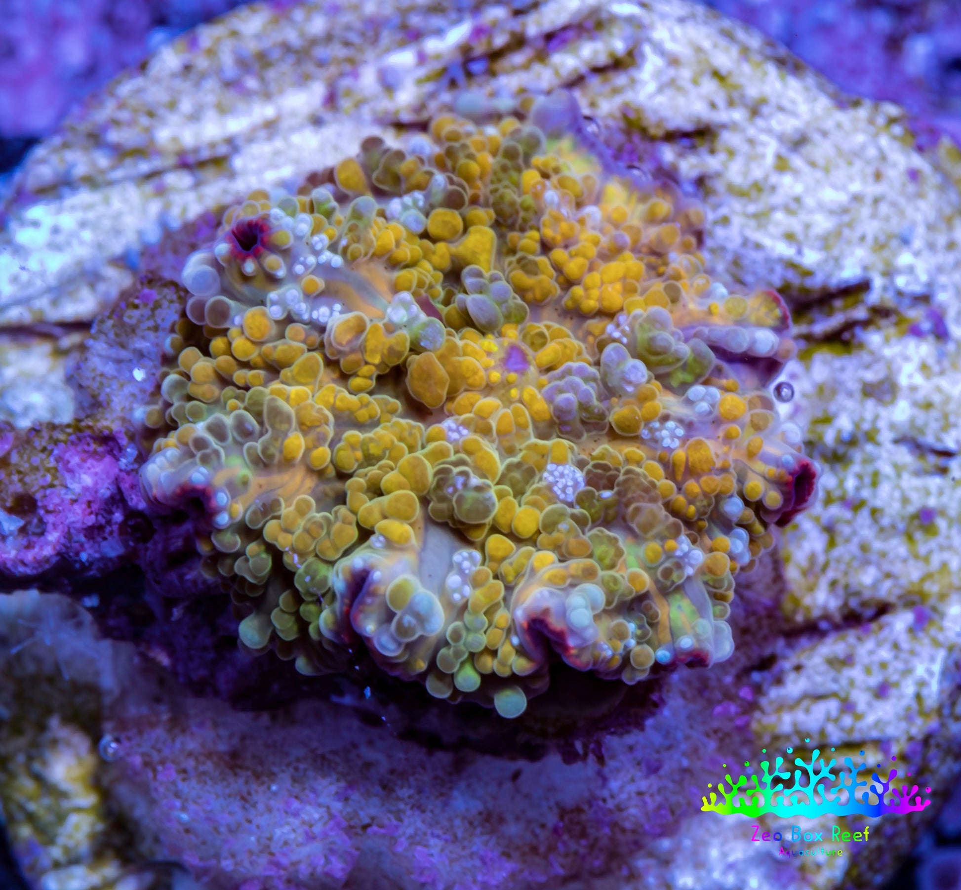 Soft Coral -  Corellamorph - Golden Nebula 🌟 Morph Coral 1cm WYSIWYG B2R1B2 Soft Coral -  Corellamorph - Golden Nebula 🌟 Morph Coral 1cm WYSIWYG B2R1B2 Animals & Pet Supplies Soft Coral -  Corellamorph - Golden Nebula 🌟 Morph Coral 1cm WYSIWYG B2R1B2 Zeo Box Reef
