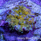 Soft Coral -  Corellamorph - Golden Nebula 🌟 Morph Coral 1cm WYSIWYG B2R1B2 Soft Coral -  Corellamorph - Golden Nebula 🌟 Morph Coral 1cm WYSIWYG B2R1B2 Animals & Pet Supplies Soft Coral -  Corellamorph - Golden Nebula 🌟 Morph Coral 1cm WYSIWYG B2R1B2 Zeo Box Reef