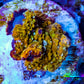 Soft Coral -  Corellamorph - Golden Nebula 🌟 Morph Coral 1cm WYSIWYG G2R2B2 Soft Coral -  Corellamorph - Golden Nebula 🌟 Morph Coral 1cm WYSIWYG G2R2B2 Animals & Pet Supplies Soft Coral -  Corellamorph - Golden Nebula 🌟 Morph Coral 1cm WYSIWYG G2R2B2 Zeo Box Reef