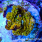 Soft Coral -  Corellamorph - Golden Nebula 🌟 Morph Coral 1cm WYSIWYG G2R2B2 Soft Coral -  Corellamorph - Golden Nebula 🌟 Morph Coral 1cm WYSIWYG G2R2B2 Animals & Pet Supplies Soft Coral -  Corellamorph - Golden Nebula 🌟 Morph Coral 1cm WYSIWYG G2R2B2 Zeo Box Reef