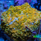 Soft Coral -  Corellamorph - Golden Nebula 🌟 Morph Coral 2cm WYSIWYG A1R1B2 Soft Coral -  Corellamorph - Golden Nebula 🌟 Morph Coral 2cm WYSIWYG A1R1B2 Animals & Pet Supplies Soft Coral -  Corellamorph - Golden Nebula 🌟 Morph Coral 2cm WYSIWYG A1R1B2 Zeo Box Reef