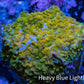 Soft Coral -  Corellamorph - Golden Nebula 🌟 Morph Coral 2cm WYSIWYG A1R1B2 Soft Coral -  Corellamorph - Golden Nebula 🌟 Morph Coral 2cm WYSIWYG A1R1B2 Animals & Pet Supplies Soft Coral -  Corellamorph - Golden Nebula 🌟 Morph Coral 2cm WYSIWYG A1R1B2 Zeo Box Reef