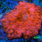 Soft Coral -  Corellamorph - Morph Coral 1cm WYSIWYG Soft Coral -  Corellamorph - Morph Coral 1cm WYSIWYG Animals & Pet Supplies Soft Coral -  Corellamorph - Morph Coral 1cm WYSIWYG Zeo Box Reef