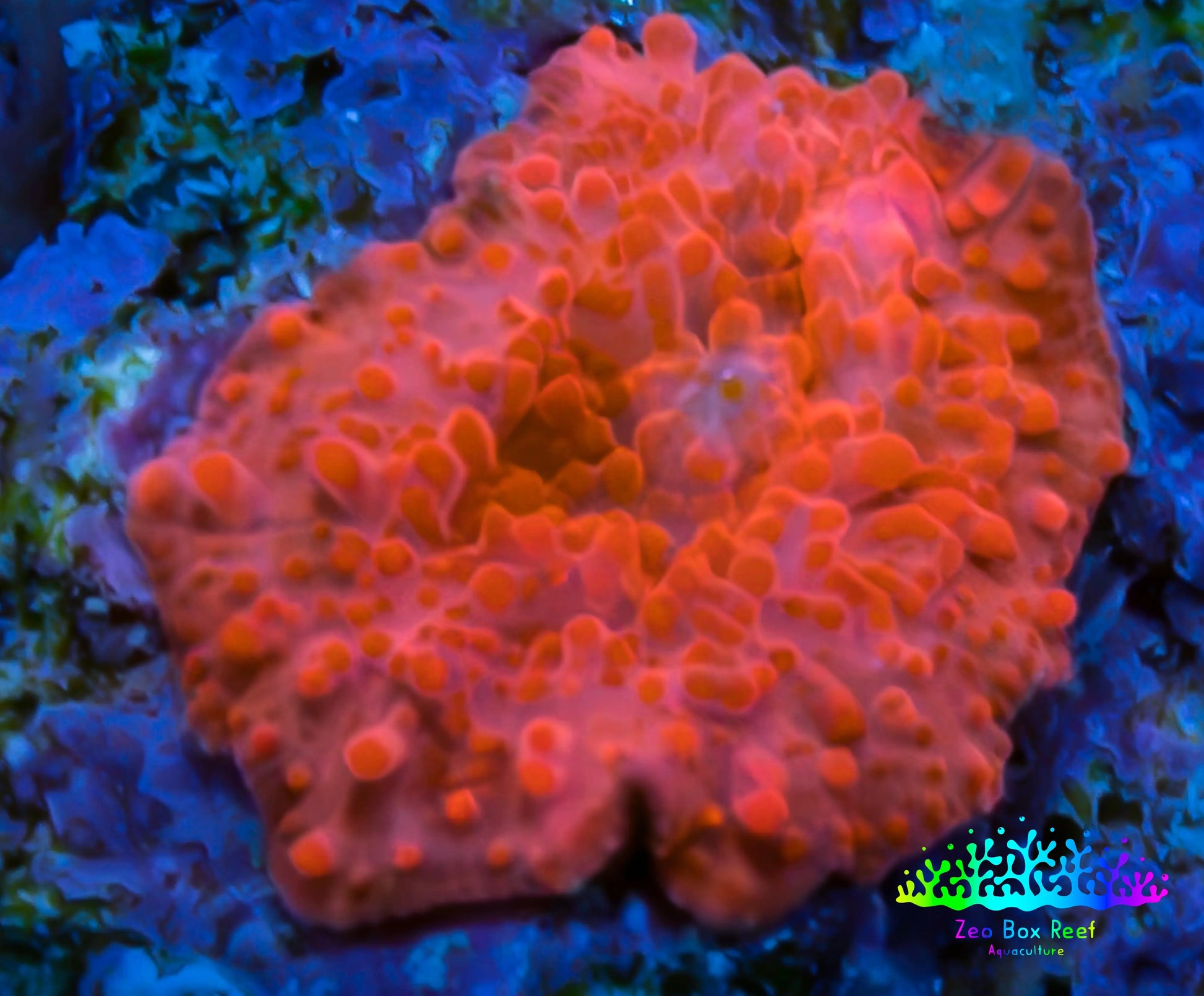 Soft Coral -  Corellamorph - Morph Coral 1cm WYSIWYG Soft Coral -  Corellamorph - Morph Coral 1cm WYSIWYG Animals & Pet Supplies Soft Coral -  Corellamorph - Morph Coral 1cm WYSIWYG Zeo Box Reef