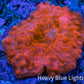 Soft Coral -  Corellamorph - Morph Coral 1cm WYSIWYG Soft Coral -  Corellamorph - Morph Coral 1cm WYSIWYG Animals & Pet Supplies Soft Coral -  Corellamorph - Morph Coral 1cm WYSIWYG Zeo Box Reef