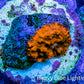 Soft Coral -  Corellamorph - Morph Coral WYSIWYG Soft Coral -  Corellamorph - Morph Coral WYSIWYG Animals & Pet Supplies Soft Coral -  Corellamorph - Morph Coral WYSIWYG Zeo Box Reef