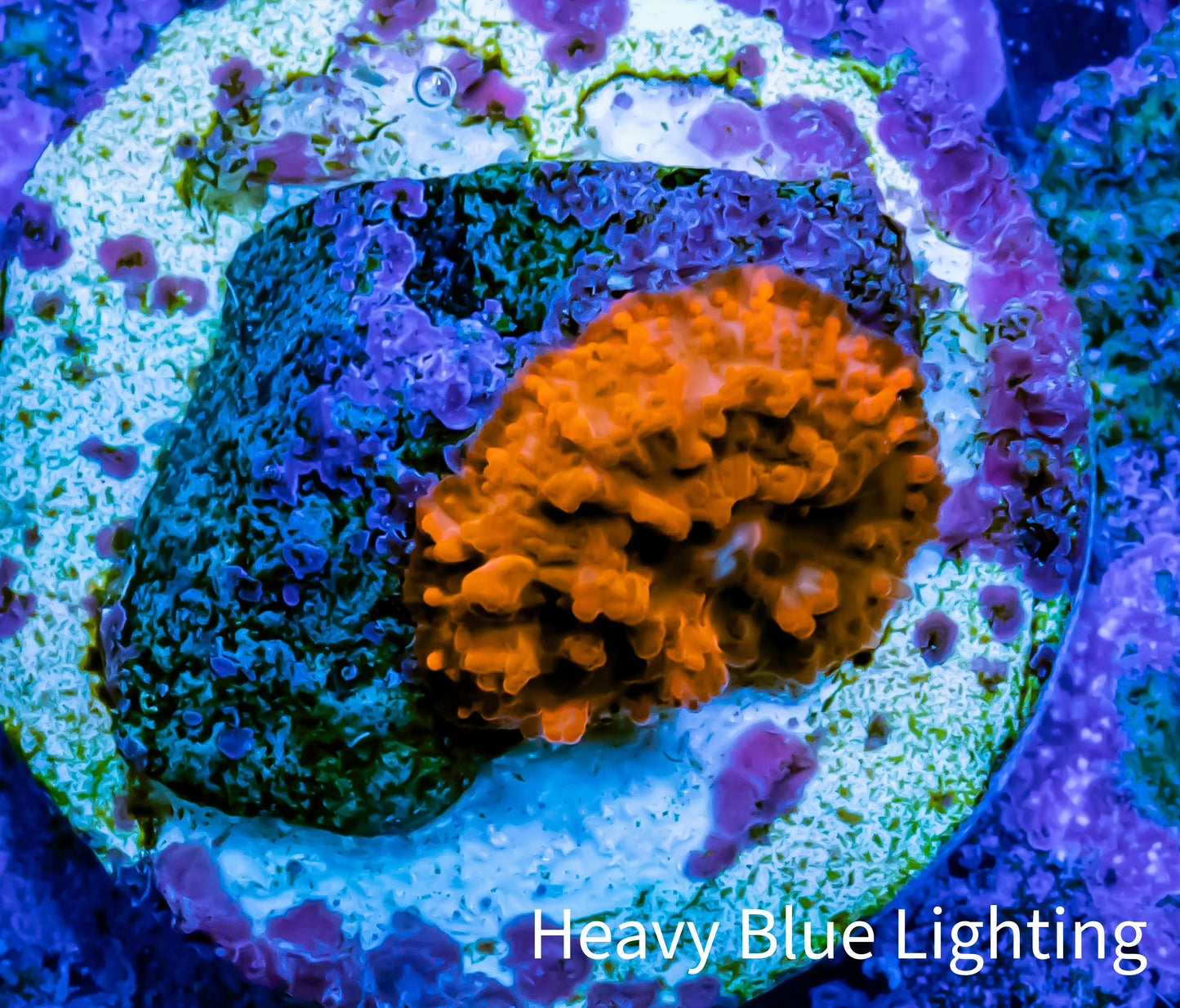 Soft Coral -  Corellamorph - Morph Coral WYSIWYG Soft Coral -  Corellamorph - Morph Coral WYSIWYG Animals & Pet Supplies Soft Coral -  Corellamorph - Morph Coral WYSIWYG Zeo Box Reef
