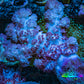 Soft Coral-  Debdronephthya Coral 11cm  WYSIWYG A11R1B2 Soft Coral-  Debdronephthya Coral 11cm  WYSIWYG A11R1B2 Soft Coral Soft Coral-  Debdronephthya Coral 11cm  WYSIWYG A11R1B2 Zeo Box Reef