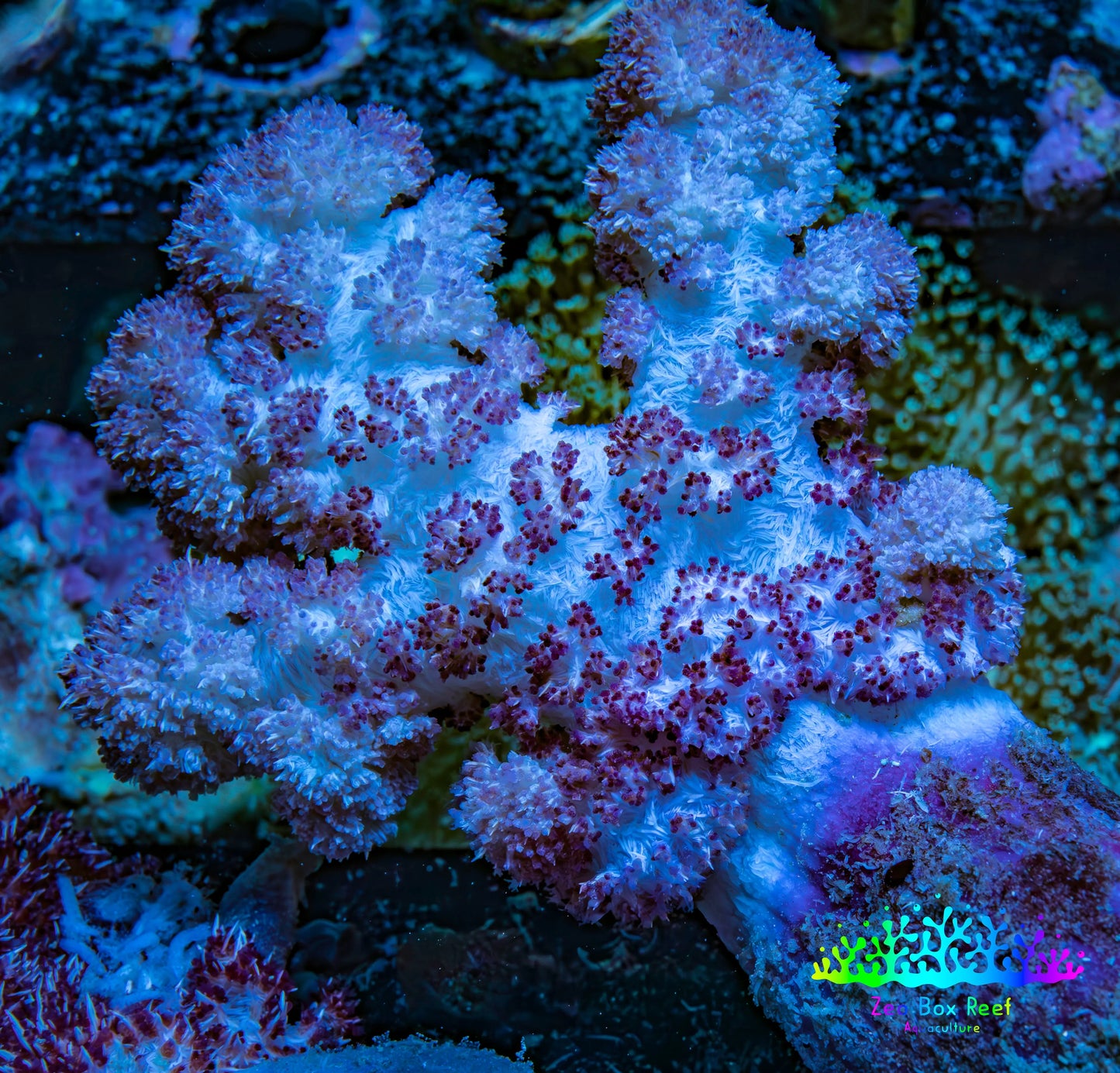 Soft Coral-  Debdronephthya Coral 11cm  WYSIWYG A11R1B2 Soft Coral-  Debdronephthya Coral 11cm  WYSIWYG A11R1B2 Soft Coral Soft Coral-  Debdronephthya Coral 11cm  WYSIWYG A11R1B2 Zeo Box Reef