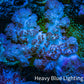 Soft Coral-  Debdronephthya Coral 11cm  WYSIWYG A11R1B2 Soft Coral-  Debdronephthya Coral 11cm  WYSIWYG A11R1B2 Soft Coral Soft Coral-  Debdronephthya Coral 11cm  WYSIWYG A11R1B2 Zeo Box Reef