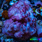 Soft Coral-  Debdronephthya Coral 11cm  WYSIWYG A11R1B2 Soft Coral-  Debdronephthya Coral 11cm  WYSIWYG A11R1B2 Soft Coral Soft Coral-  Debdronephthya Coral 11cm  WYSIWYG A11R1B2 Zeo Box Reef