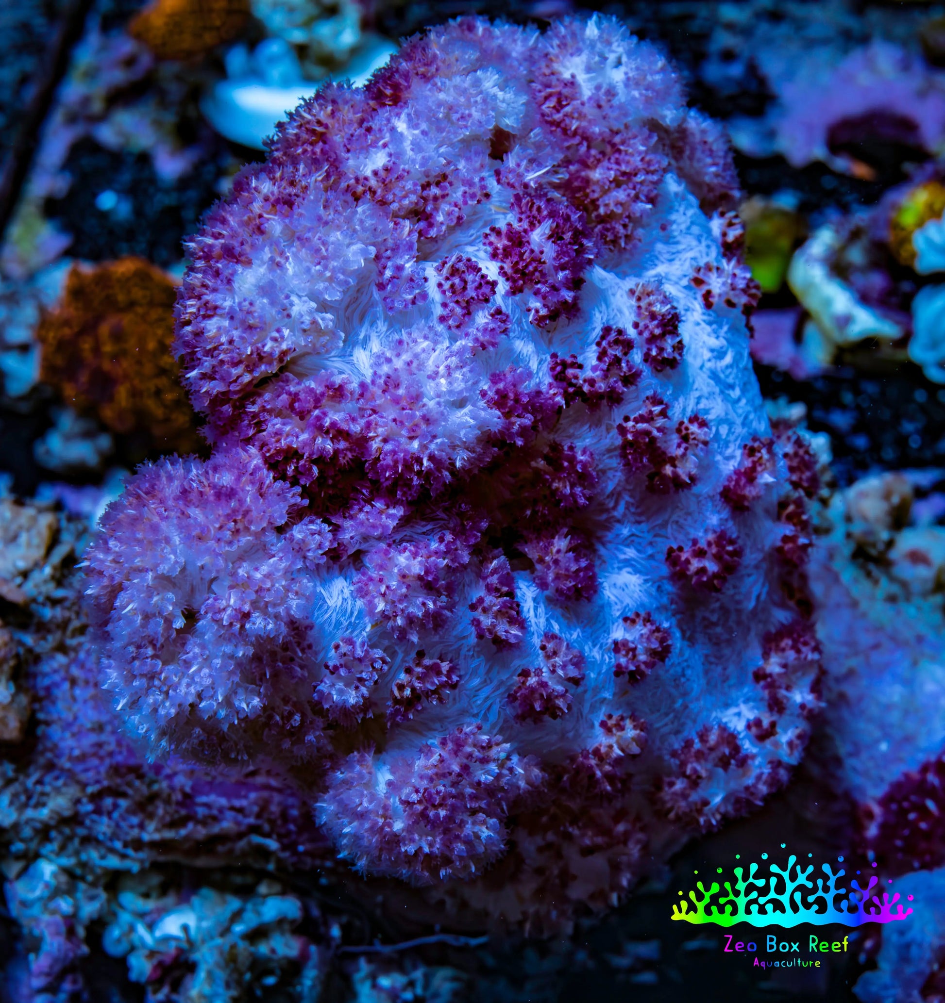 Soft Coral-  Debdronephthya Coral 11cm  WYSIWYG A11R1B2 Soft Coral-  Debdronephthya Coral 11cm  WYSIWYG A11R1B2 Soft Coral Soft Coral-  Debdronephthya Coral 11cm  WYSIWYG A11R1B2 Zeo Box Reef