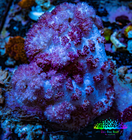 Soft Coral-  Debdronephthya Coral 11cm  WYSIWYG A11R1B2 Soft Coral-  Debdronephthya Coral 11cm  WYSIWYG A11R1B2 Soft Coral Soft Coral-  Debdronephthya Coral 11cm  WYSIWYG A11R1B2 Zeo Box Reef