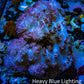 Soft Coral-  Debdronephthya Coral 11cm  WYSIWYG A11R1B2 Soft Coral-  Debdronephthya Coral 11cm  WYSIWYG A11R1B2 Soft Coral Soft Coral-  Debdronephthya Coral 11cm  WYSIWYG A11R1B2 Zeo Box Reef