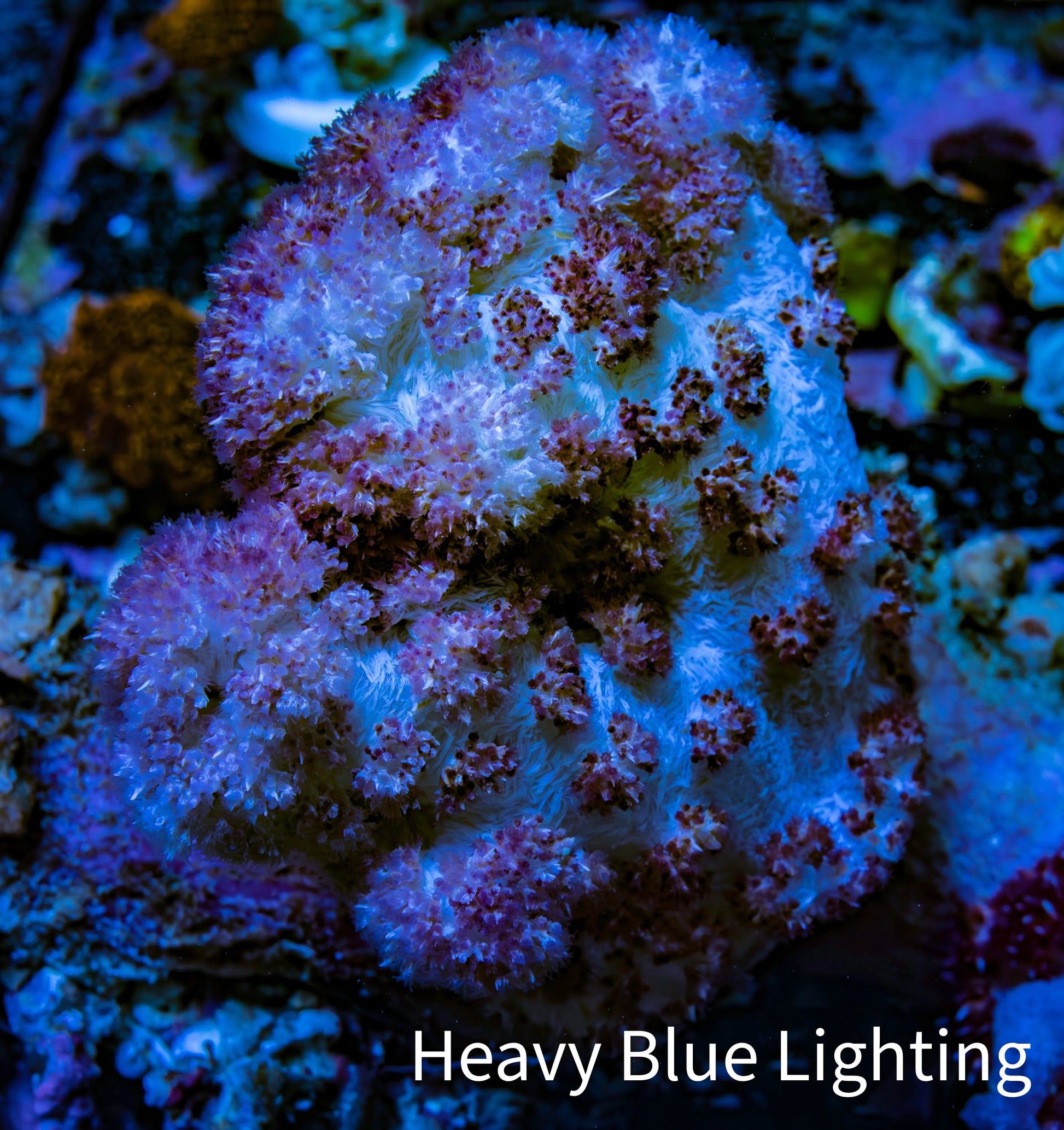 Soft Coral-  Debdronephthya Coral 11cm  WYSIWYG A11R1B2 Soft Coral-  Debdronephthya Coral 11cm  WYSIWYG A11R1B2 Soft Coral Soft Coral-  Debdronephthya Coral 11cm  WYSIWYG A11R1B2 Zeo Box Reef