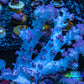 Soft Coral-  Debdronephthya Coral 11cm  WYSIWYG A11R1B2 Soft Coral-  Debdronephthya Coral 11cm  WYSIWYG A11R1B2 Soft Coral Soft Coral-  Debdronephthya Coral 11cm  WYSIWYG A11R1B2 Zeo Box Reef