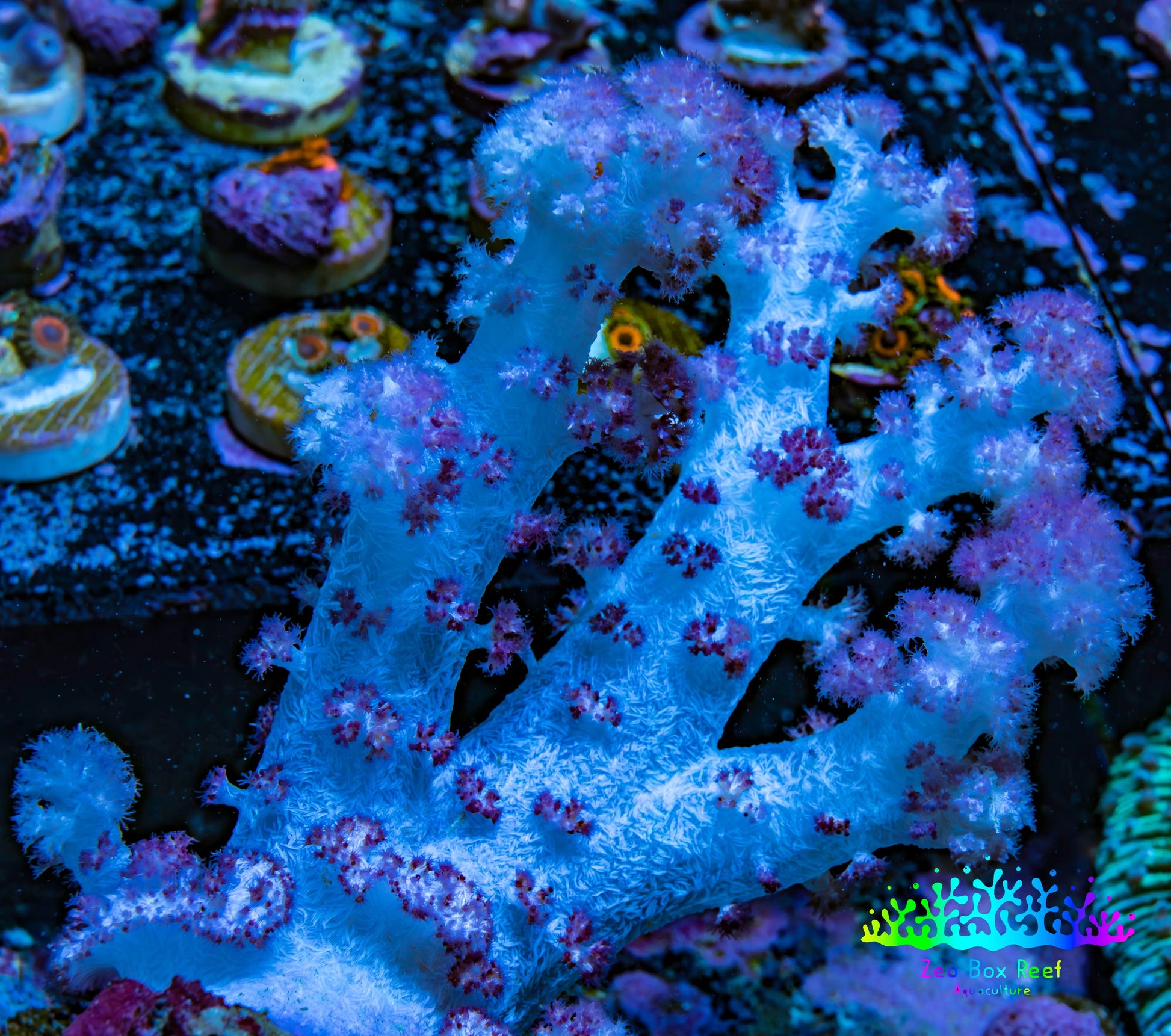 Soft Coral-  Debdronephthya Coral 11cm  WYSIWYG A11R1B2 Soft Coral-  Debdronephthya Coral 11cm  WYSIWYG A11R1B2 Soft Coral Soft Coral-  Debdronephthya Coral 11cm  WYSIWYG A11R1B2 Zeo Box Reef