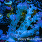 Soft Coral-  Debdronephthya Coral 11cm  WYSIWYG A11R1B2 Soft Coral-  Debdronephthya Coral 11cm  WYSIWYG A11R1B2 Soft Coral Soft Coral-  Debdronephthya Coral 11cm  WYSIWYG A11R1B2 Zeo Box Reef