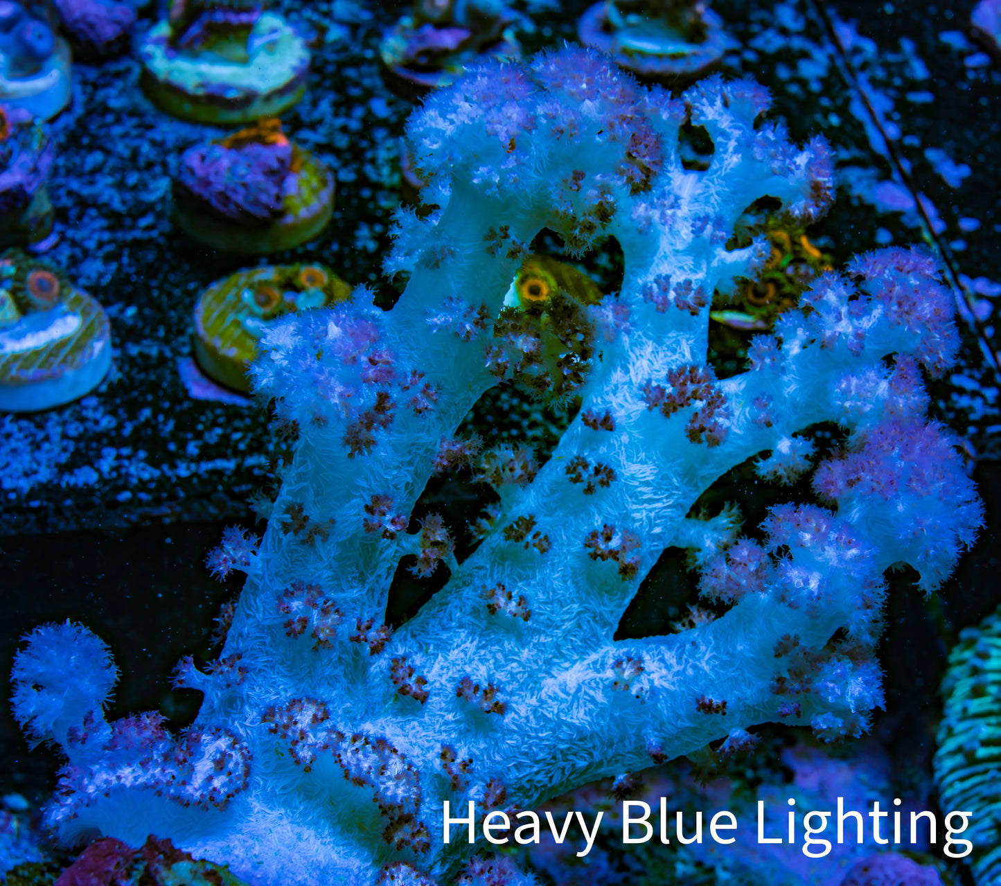 Soft Coral-  Debdronephthya Coral 11cm  WYSIWYG A11R1B2 Soft Coral-  Debdronephthya Coral 11cm  WYSIWYG A11R1B2 Soft Coral Soft Coral-  Debdronephthya Coral 11cm  WYSIWYG A11R1B2 Zeo Box Reef