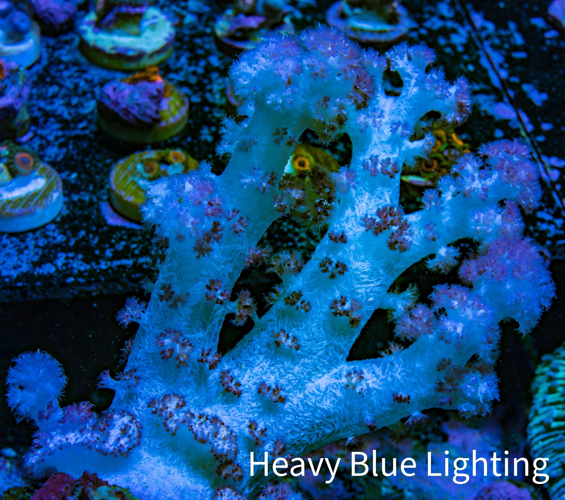 Soft Coral-  Debdronephthya Coral 11cm  WYSIWYG A11R1B2 Soft Coral-  Debdronephthya Coral 11cm  WYSIWYG A11R1B2 Soft Coral Soft Coral-  Debdronephthya Coral 11cm  WYSIWYG A11R1B2 Zeo Box Reef