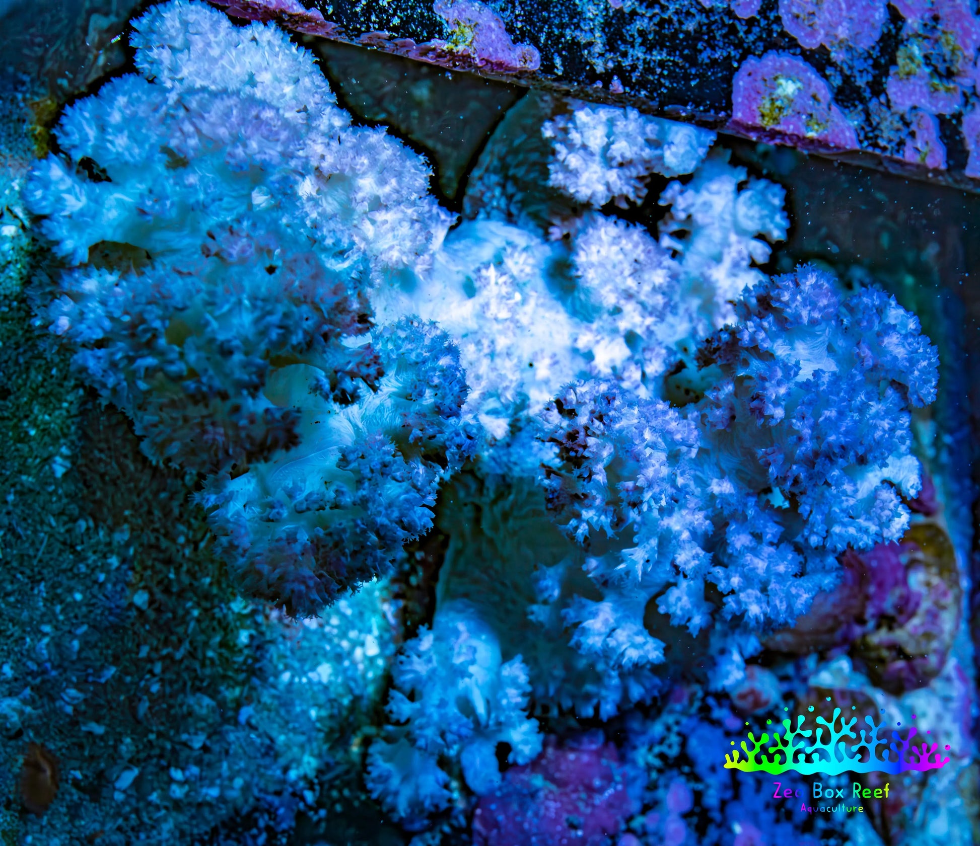 Soft Coral-  Debdronephthya Coral 11cm  WYSIWYG Soft Coral-  Debdronephthya Coral 11cm  WYSIWYG Soft Coral Soft Coral-  Debdronephthya Coral 11cm  WYSIWYG Zeo Box Reef