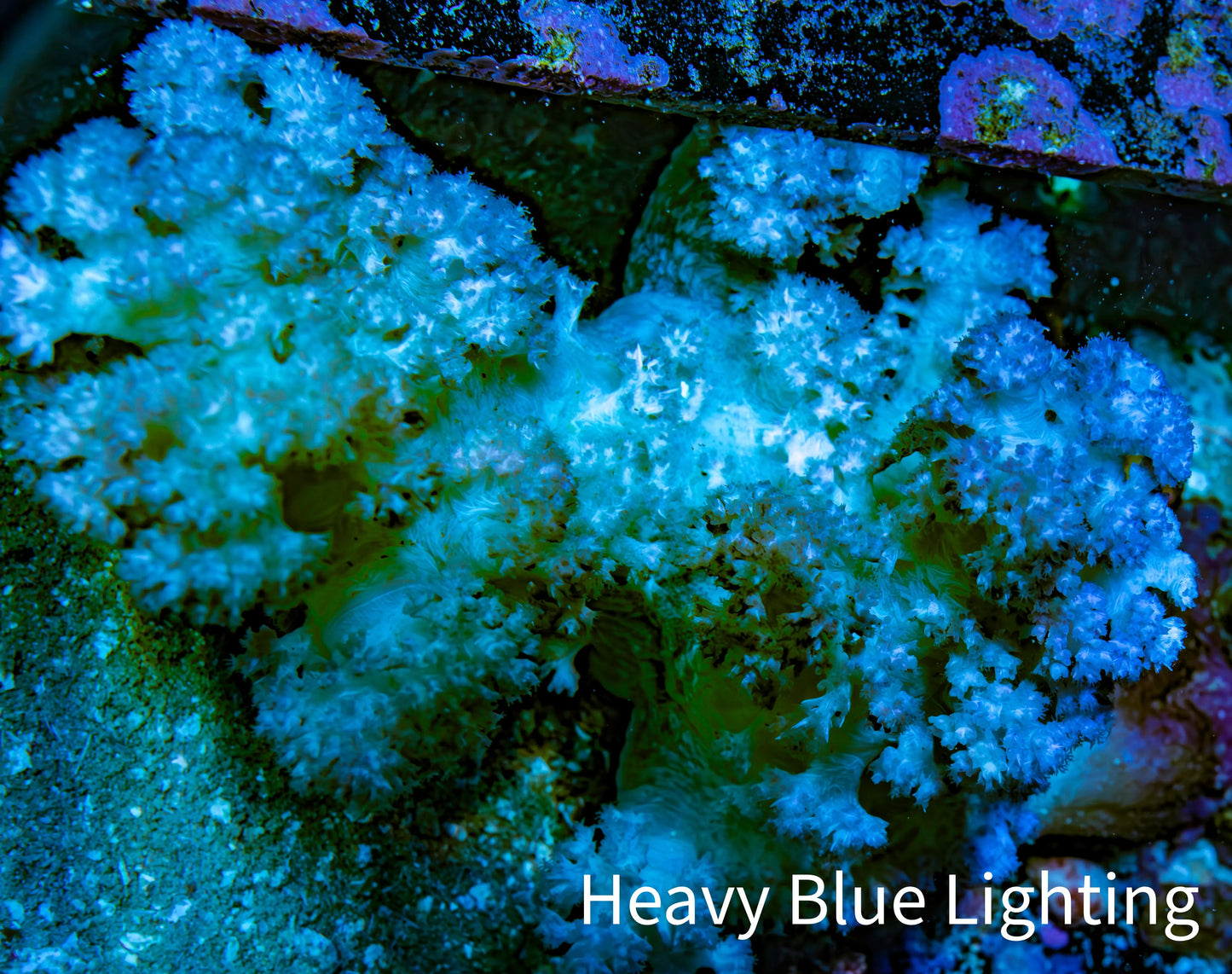 Soft Coral-  Debdronephthya Coral 11cm  WYSIWYG Soft Coral-  Debdronephthya Coral 11cm  WYSIWYG Soft Coral Soft Coral-  Debdronephthya Coral 11cm  WYSIWYG Zeo Box Reef