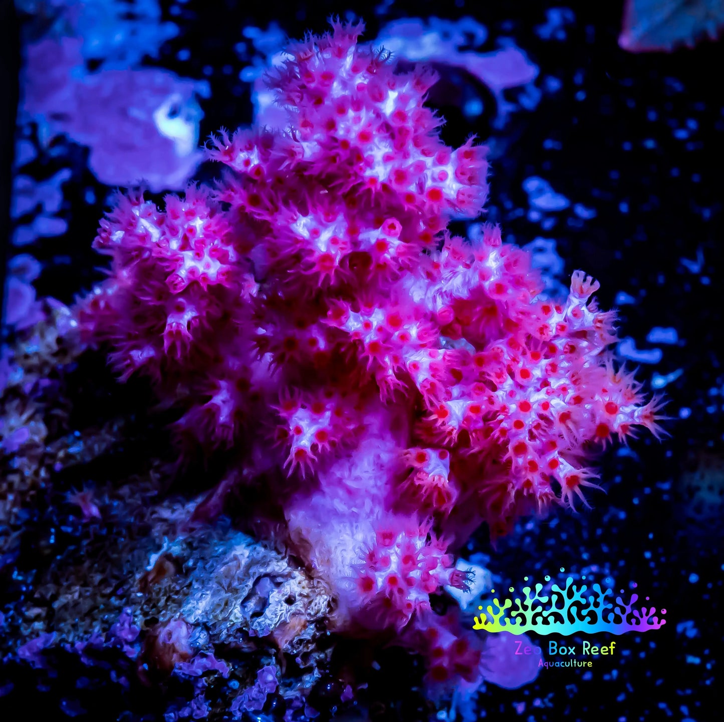 Soft Coral-  Debdronephthya Coral 3.5cm WYSIWYG Soft Coral-  Debdronephthya Coral 3.5cm WYSIWYG Soft Coral Soft Coral-  Debdronephthya Coral 3.5cm WYSIWYG Zeo Box Reef