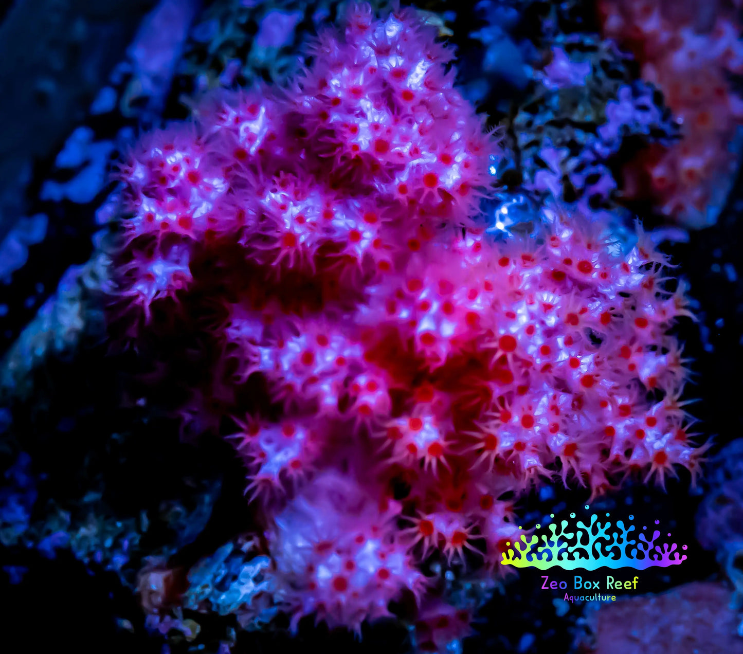 Soft Coral-  Debdronephthya Coral 4cm Soft Coral-  Debdronephthya Coral 4cm Soft Coral Soft Coral-  Debdronephthya Coral 4cm Zeo Box Reef