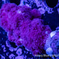 Soft Coral- Debdronephthya Coral 5cm WYSIWYG Soft Coral- Debdronephthya Coral 5cm WYSIWYG Soft Coral Soft Coral- Debdronephthya Coral 5cm WYSIWYG Zeo Box Reef