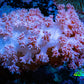 Soft Coral-  Debdronephthya Coral 6cm  WYSIWYG Soft Coral-  Debdronephthya Coral 6cm  WYSIWYG Soft Coral Soft Coral-  Debdronephthya Coral 6cm  WYSIWYG Zeo Box Reef