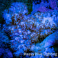 Soft Coral-  Debdronephthya Coral 8cm  WYSIWYG Soft Coral-  Debdronephthya Coral 8cm  WYSIWYG Soft Coral Soft Coral-  Debdronephthya Coral 8cm  WYSIWYG Zeo Box Reef