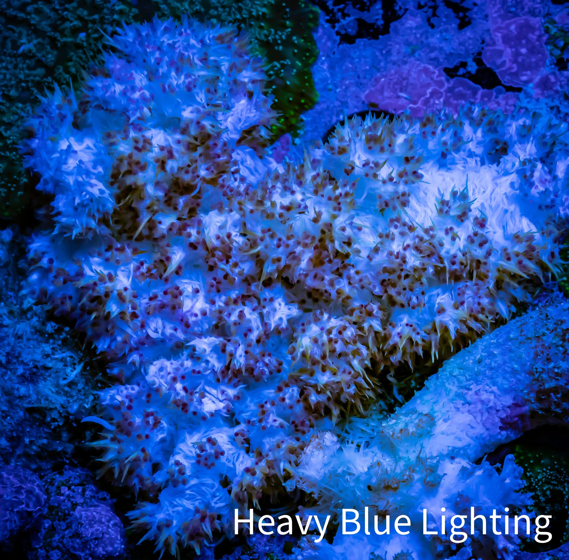 Soft Coral-  Debdronephthya Coral 8cm  WYSIWYG Soft Coral-  Debdronephthya Coral 8cm  WYSIWYG Soft Coral Soft Coral-  Debdronephthya Coral 8cm  WYSIWYG Zeo Box Reef