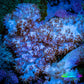 Soft Coral-  Debdronephthya Coral 8cm  WYSIWYG Soft Coral-  Debdronephthya Coral 8cm  WYSIWYG Soft Coral Soft Coral-  Debdronephthya Coral 8cm  WYSIWYG Zeo Box Reef