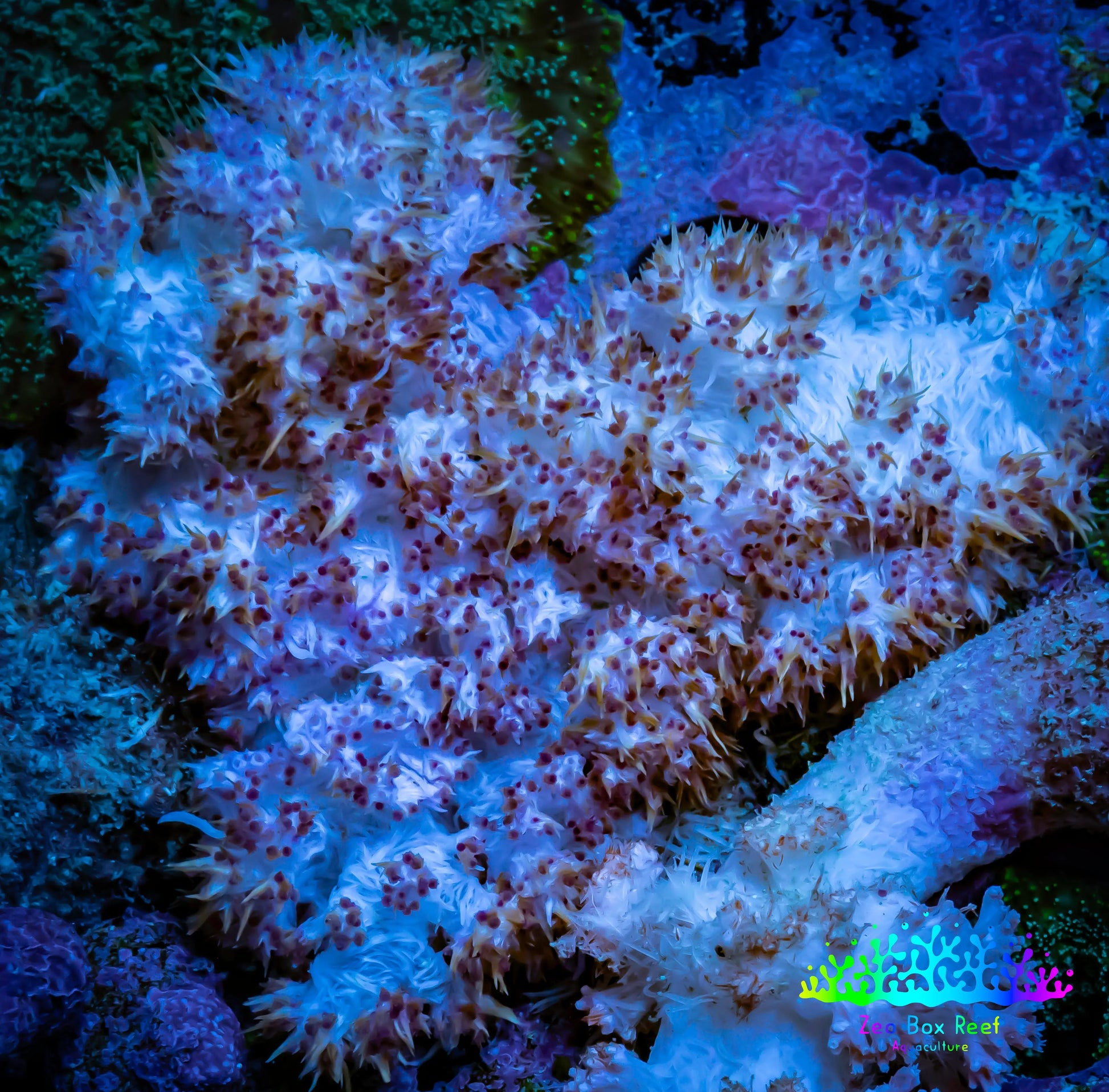 Soft Coral-  Debdronephthya Coral 8cm  WYSIWYG Soft Coral-  Debdronephthya Coral 8cm  WYSIWYG Soft Coral Soft Coral-  Debdronephthya Coral 8cm  WYSIWYG Zeo Box Reef
