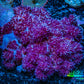 Soft Coral-  Debdronephthya Coral 9cm  WYSIWYG A10R1B2 Soft Coral-  Debdronephthya Coral 9cm  WYSIWYG A10R1B2 Soft Coral Soft Coral-  Debdronephthya Coral 9cm  WYSIWYG A10R1B2 Zeo Box Reef