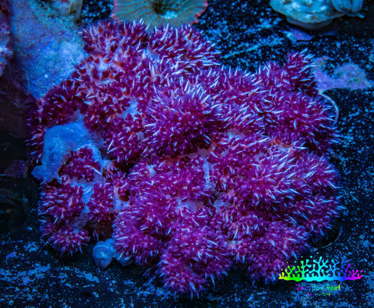 Soft Coral-  Debdronephthya Coral 9cm  WYSIWYG A10R1B2 Soft Coral-  Debdronephthya Coral 9cm  WYSIWYG A10R1B2 Soft Coral Soft Coral-  Debdronephthya Coral 9cm  WYSIWYG A10R1B2 Zeo Box Reef