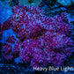 Soft Coral-  Debdronephthya Coral 9cm  WYSIWYG A10R1B2 Soft Coral-  Debdronephthya Coral 9cm  WYSIWYG A10R1B2 Soft Coral Soft Coral-  Debdronephthya Coral 9cm  WYSIWYG A10R1B2 Zeo Box Reef