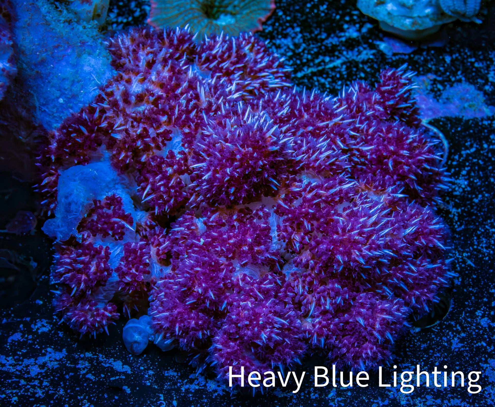 Soft Coral-  Debdronephthya Coral 9cm  WYSIWYG A10R1B2 Soft Coral-  Debdronephthya Coral 9cm  WYSIWYG A10R1B2 Soft Coral Soft Coral-  Debdronephthya Coral 9cm  WYSIWYG A10R1B2 Zeo Box Reef