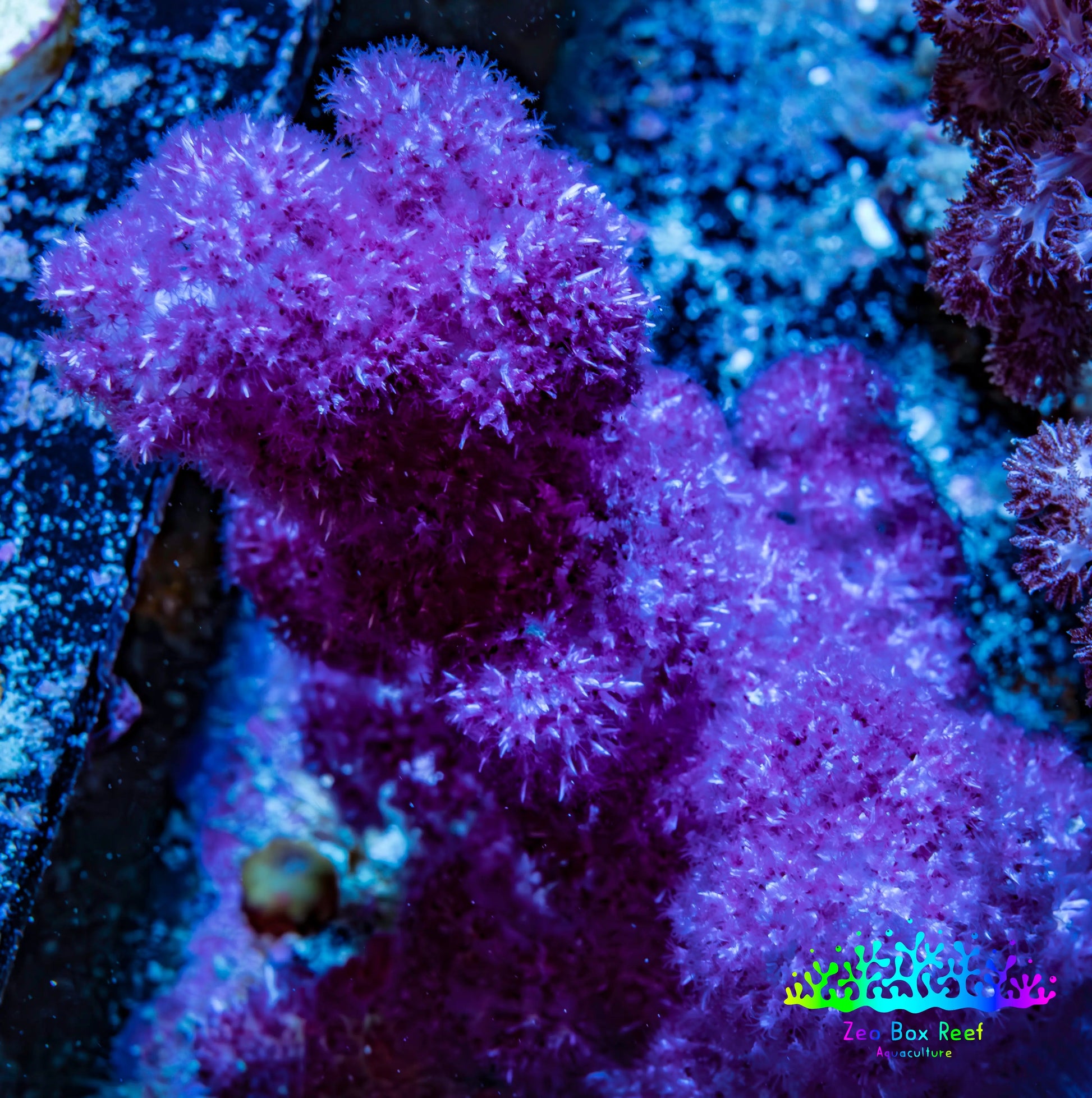 Soft Coral-  Debdronephthya Coral 9cm  WYSIWYG M1B2 Soft Coral-  Debdronephthya Coral 9cm  WYSIWYG M1B2 Soft Coral Soft Coral-  Debdronephthya Coral 9cm  WYSIWYG M1B2 Zeo Box Reef