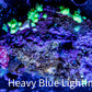 Soft Coral-  Debdronephthya Coral - Nepthya Live Rock WYSIWYG 10cm Soft Coral-  Debdronephthya Coral - Nepthya Live Rock WYSIWYG 10cm Soft Coral Soft Coral-  Debdronephthya Coral - Nepthya Live Rock WYSIWYG 10cm Zeo Box Reef