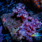 Soft Coral-  Debdronephthya Coral - Nepthya Live Rock WYSIWYG 8cm Soft Coral-  Debdronephthya Coral - Nepthya Live Rock WYSIWYG 8cm Soft Coral Soft Coral-  Debdronephthya Coral - Nepthya Live Rock WYSIWYG 8cm Zeo Box Reef